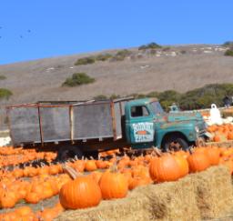 Santa Cruz - Rodoni Farms Pumpkin Patch - 10,11,12OCT14