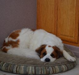 Penny & Lucy on their beds - 27MAY19