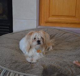 Penny & Lucy on their beds - 27MAY19