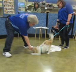 Lucy - January 9th 2019 at Petsmart