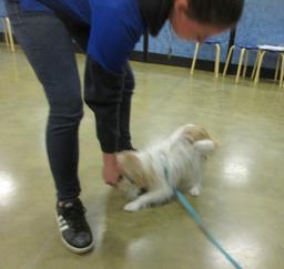 Lucy - March 9th 2019 at Petsmart