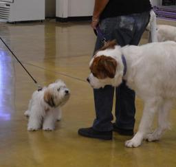 Penny assisting at PetsMart -  06AUG14