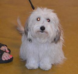 Penny assisting at PetsMart - 20MAR14