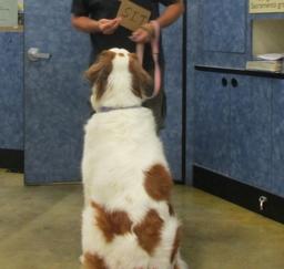 PETSMART - Click-A-Trick Classes - 25JUL16,...,12SEP16