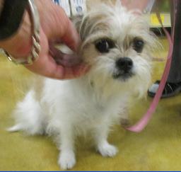 Penny assisting at PetsMart - 10MAY17