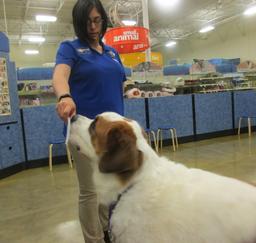 Penny assisting at PetsMart - 16AUG17