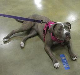 Penny assisting at PetsMart - 10OCT17