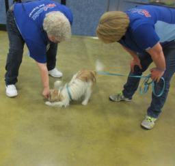 Penny assisting at PetsMart - 06NOV18