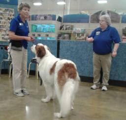 Penny assisting at PetsMart - 11JUL18