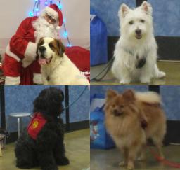 Penny assisting at PetsMart - 09DEC17