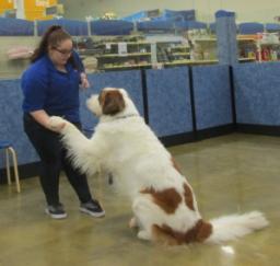 Penny assisting at PetsMart - 09JAN19