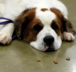 Penny assisting at PetsMart - 09MAR19