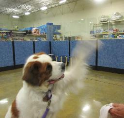 Penny assisting at PetsMart - 09JUL19