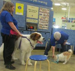 Penny & Lucy assisting at PetsMart - 19NOV19