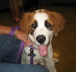 PETSMART - Beginner Puppy Traing- 10JUN13,...,15JUL13