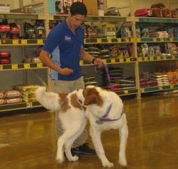 PETSMART - Intermediate Puppy Traing- 30JUL13,...,03SEP13